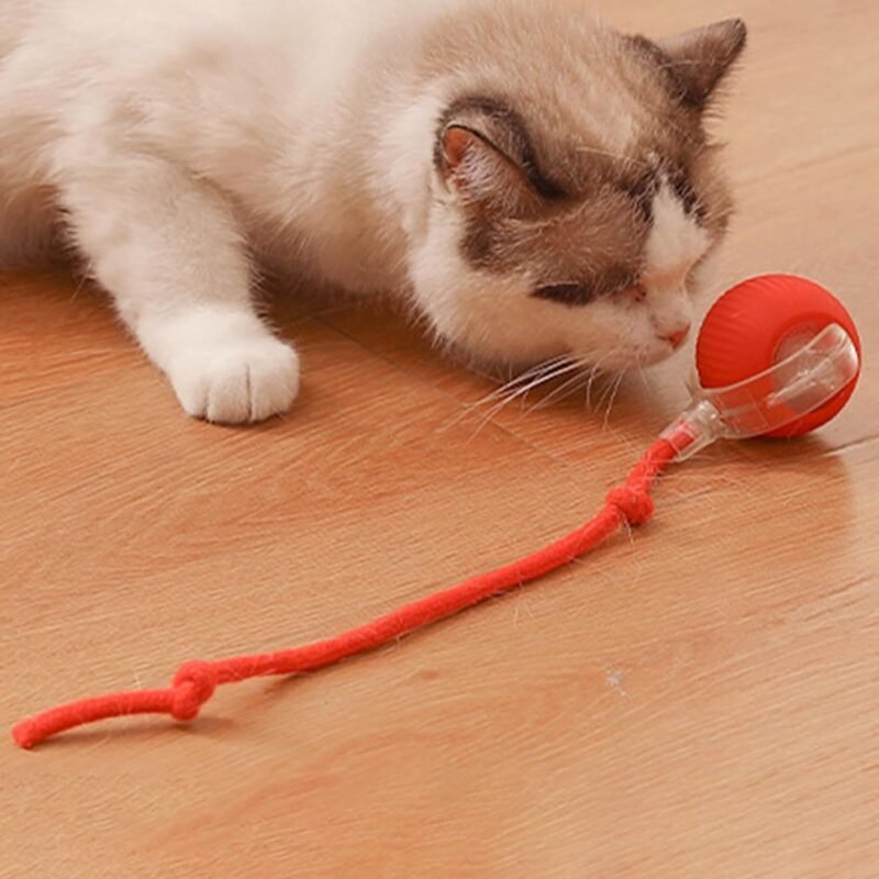 Interactief kattenspeelgoed in gebruik