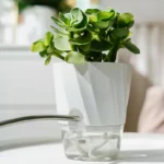 Witte zelfwaterende plantenpot met transparant waterreservoir en een groene vetplant